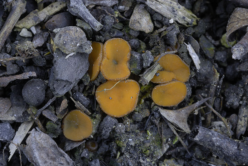 Anthracobia melaloma